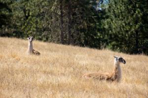 Vicunas