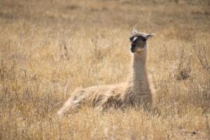 Vicuna