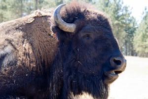 Bison close up