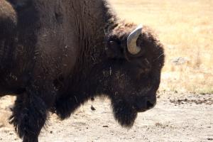 Bison not quite as close up