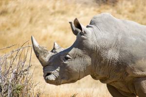 Rhino closeup