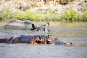 Hippos