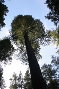 Giant Redwood