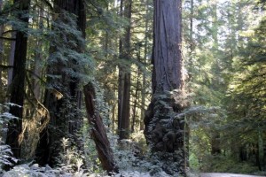 Redwoods