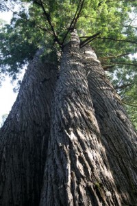 Three Redwoods