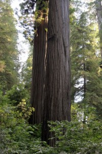 Two Redwoods