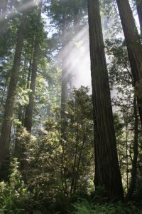 Light Through the Redwoods