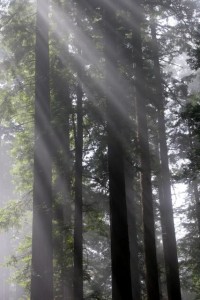 Light Through the Redwoods