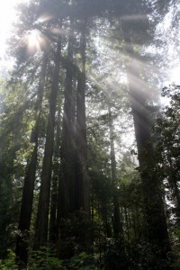 Light Through the Redwoods