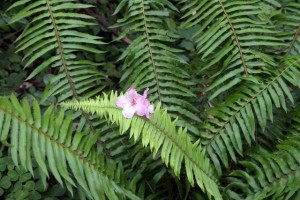 Flower and fern