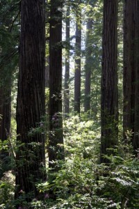 Redwoods