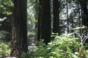 Redwoods