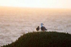 Seagull and baby