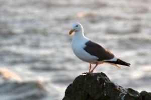 Seagull