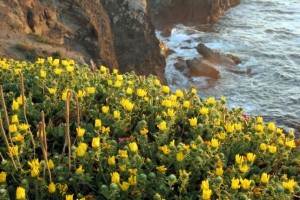 Sunset, Fort Bragg, CA