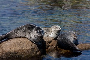 Monterey/Carmel - August 2013