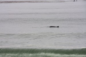 Dolphin in Carmel Bay