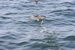 Bird taking off