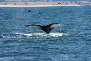 Whale watching near Moss Landing