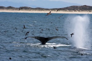 Whale watching near Moss Landing