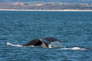 Whale watching near Moss Landing