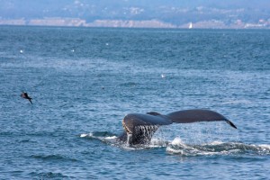 Whale watching near Moss Landing