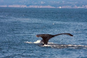 Whale watching near Moss Landing