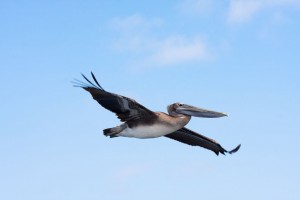 Pelican tracks the boat on the way back