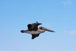 Pelican