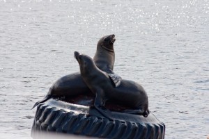 Sea lions