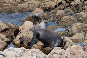 Baby sea lion