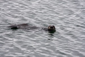 Sea otter