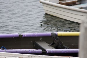 Sea otter on a boat