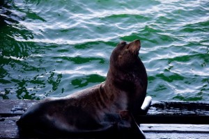 Sea Lion - Santa Cruz wharf