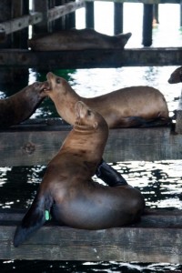 Sea Lions - Santa Cruz wharf