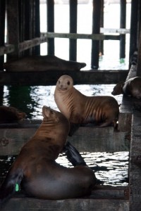 Sea Lions - Santa Cruz wharf