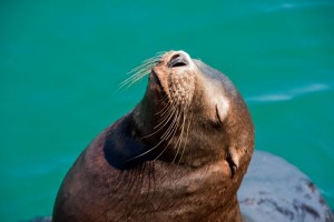 Sea Lion