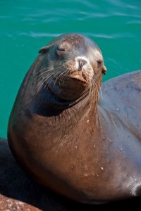 Sea Lion