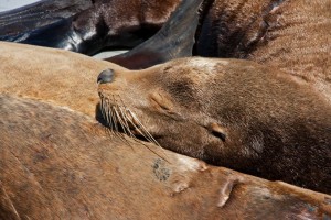 Snoozing sea lion