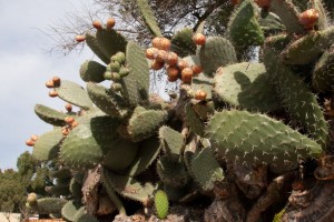 Big cactus, San Juan Bautista