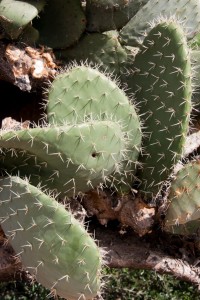 Big cactus, San Juan Bautista