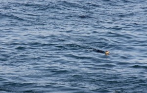 Sea Otter