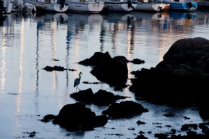 Heron, Monterey harbor