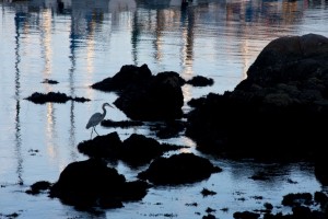 Heron, Monterey harbor