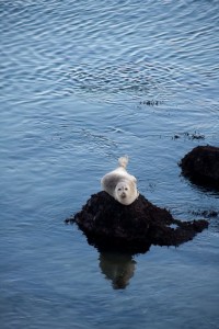 Sea lion