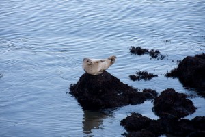 Sea lion yoga