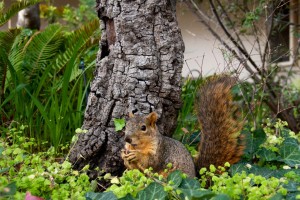 Carmel local close up