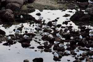 Sea gull party