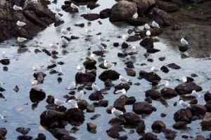 Sea gull party