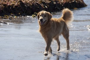 Jackson hits the beach